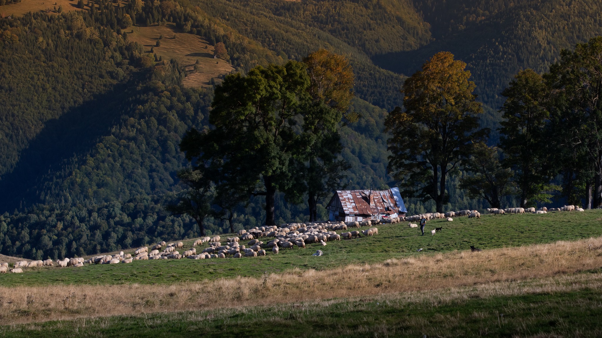 Sheep in grass field